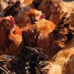 Hühnerstall - hier könnte auch ein Bild vom Landmark Tower sein...