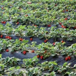 Die guten japanischen Erdbeeren